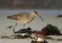 img_7691_whimbrel