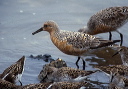 red_knot_0428
