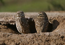 burrowing_owl159