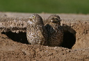 burrowing_owl190