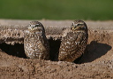 burrowing_owl192