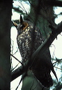 long-eared_owl1s