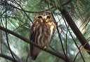 northern_saw-whet_owl
