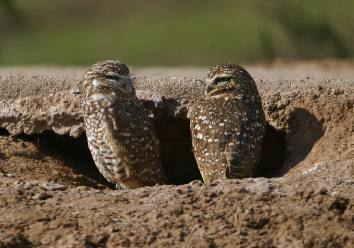 Athene cunicularia Strigidae