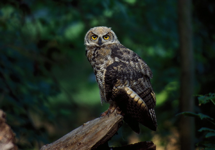 Bubo virginianus Strigidae