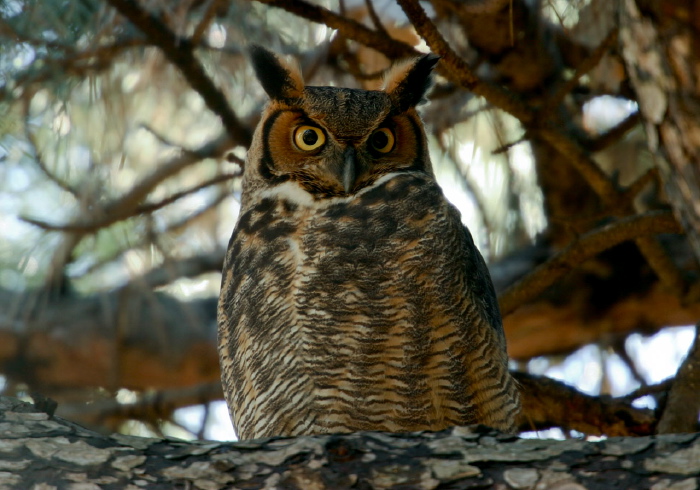 Bubo virginianus Strigidae