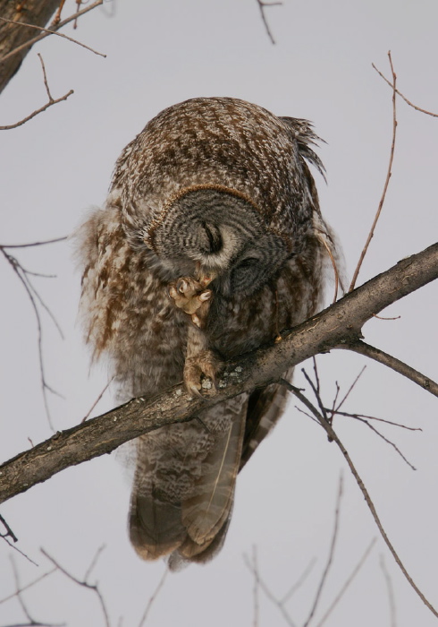 Strix nebulosa Strigidae