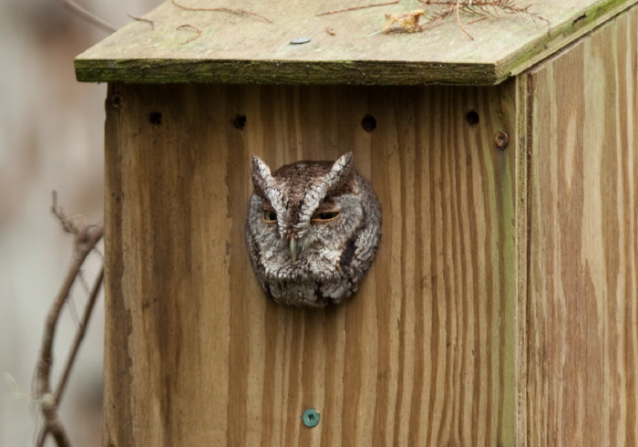 Otus asio Strigidae