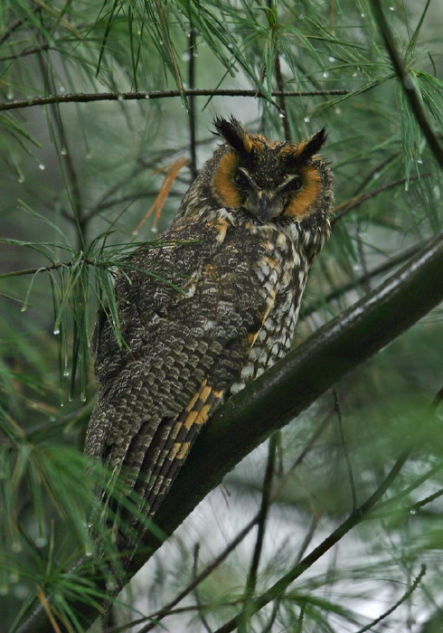 Asio otus Strigidae