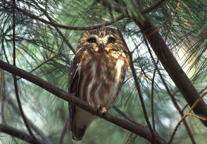 Aegolius acadicus Strigidae