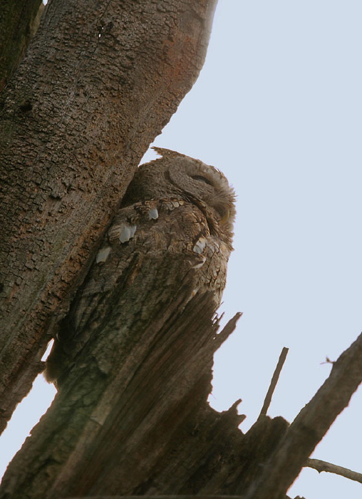 Otus asio Strigidae