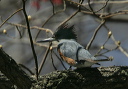 belted_kingfisher1704