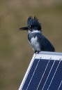 belted_kingfisher_0447