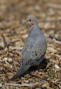 mourning_dove7916