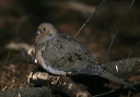mourning_dove_5903