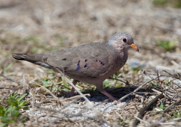 Columbina passerina Columbidae