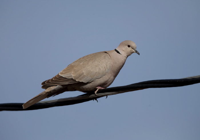 Streptopelia decaocto Columbidae