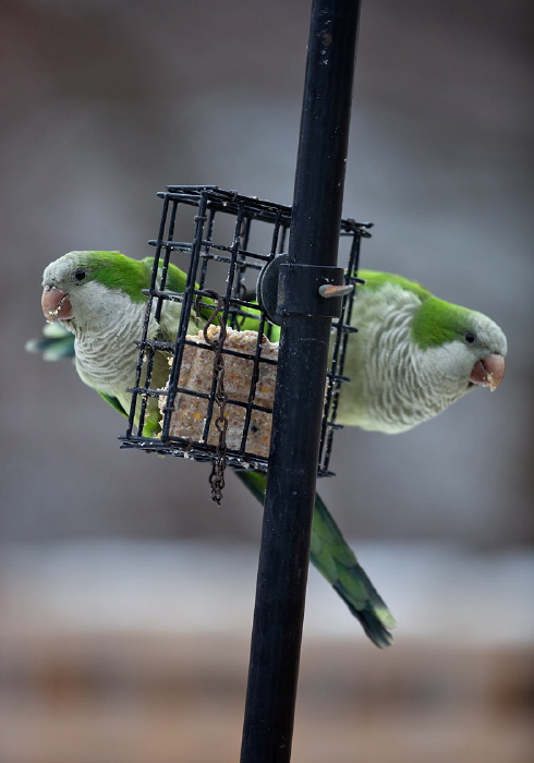 Myiopsitta monachus Psittacidae