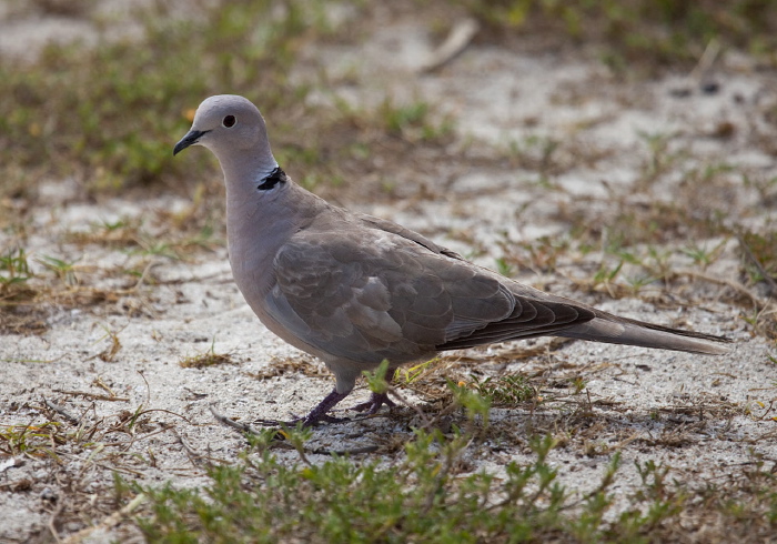 Streptopelia decaocto Columbidae