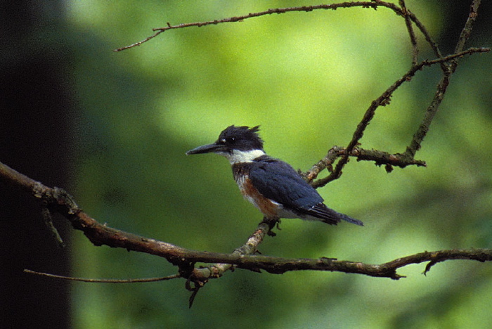 Megaceryle alcyon Alcedinidae