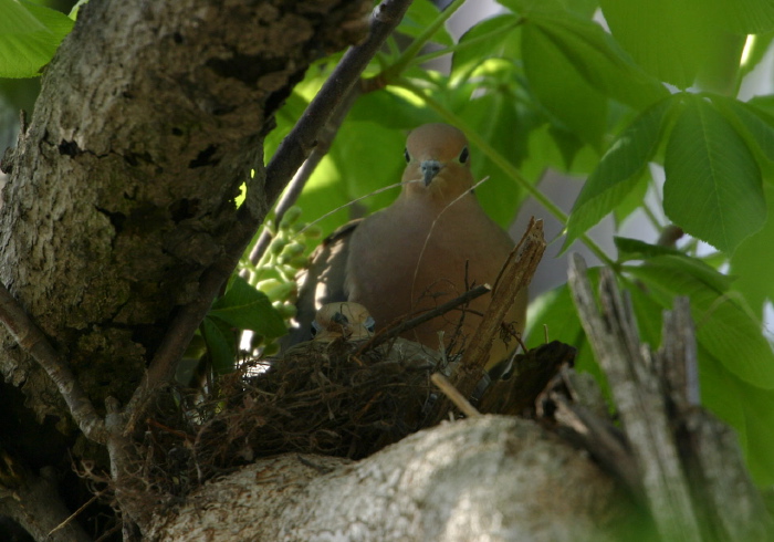 Zenaida macroura Columbidae