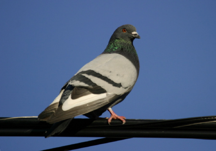 Columba livia Columbidae