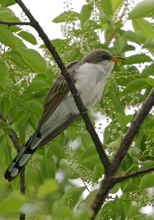 Coccyzus americanus Cuculidae