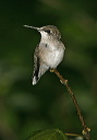 hummingbird5060