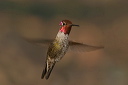 img_2329_hummingbird