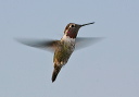 img_3009_hummingbird
