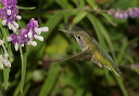 img_6911_hummingbird