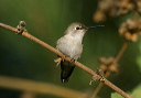 img_6966_hummingbird