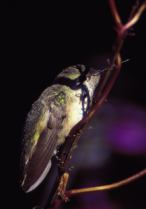 Stellula calliope Trochilidae