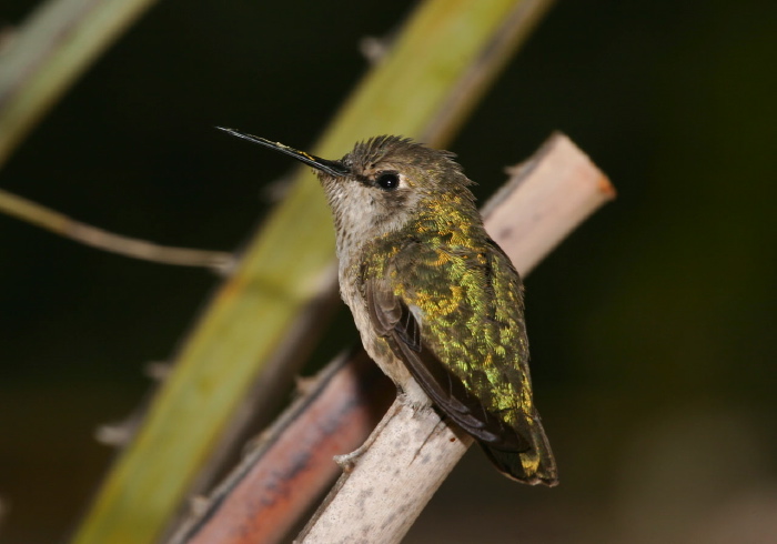 Calypte anna Trochilidae