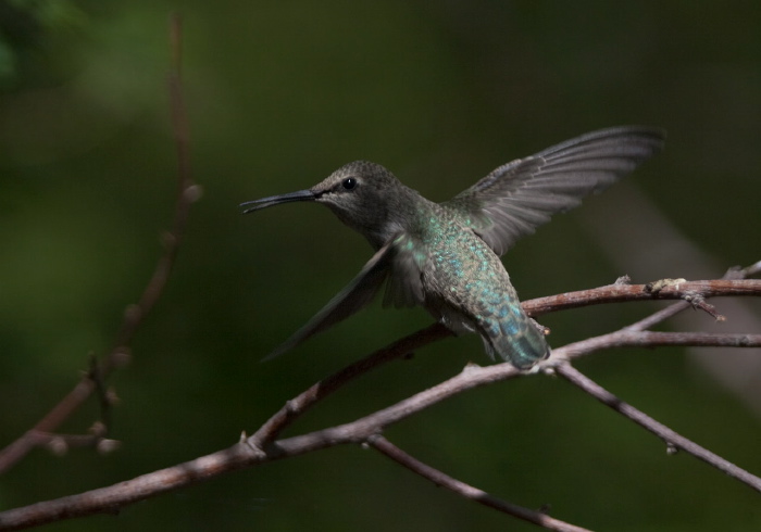 Archilochus alexandri Trochilidae