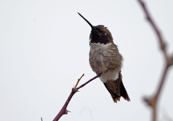 Archilochus alexandri Trochilidae