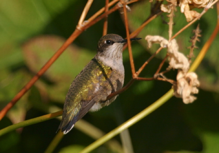 Archilochus colubris Trochilidae