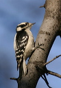 downy_woodpecker928