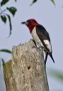 img_4249_woodpecker