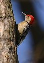 img_6914_woodpecker