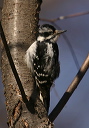 img_7002_woodpecker