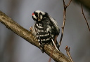 img_7891_woodpecker