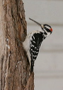 img_9022_woodpecker