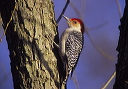 red-belliedwoodpecker