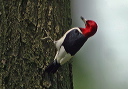red-headed_woodpecker187