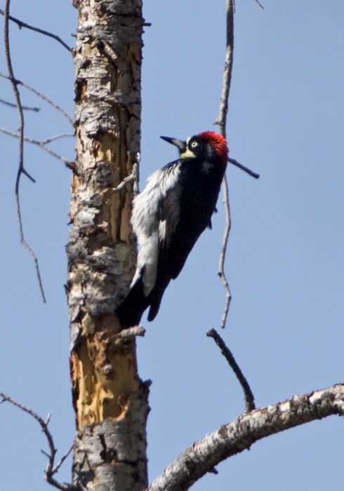 Melanerpes formicivorus Picidae