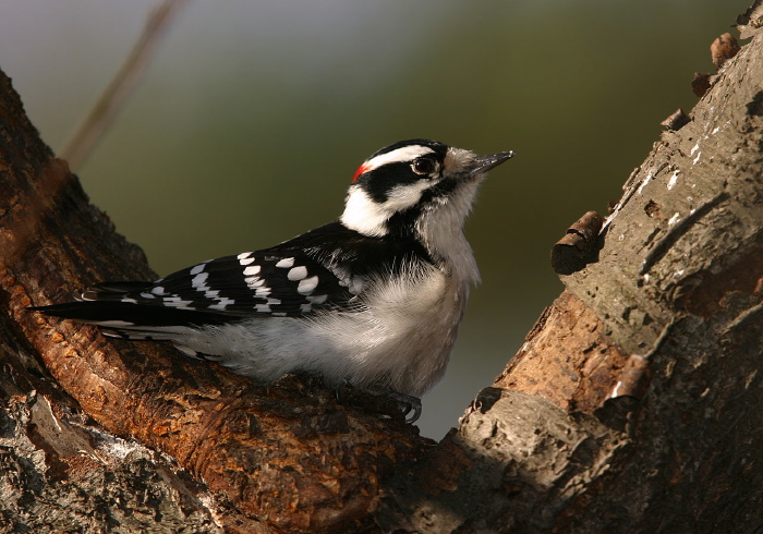 Picoides pubescens Picidae