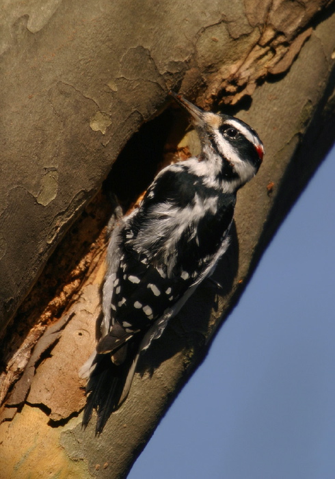 Picoides villosus Picidae