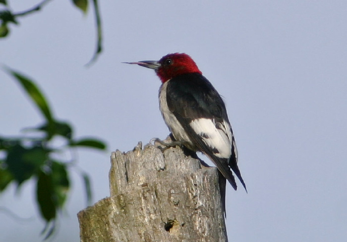 Melanerpes erythrocephalus Picidae