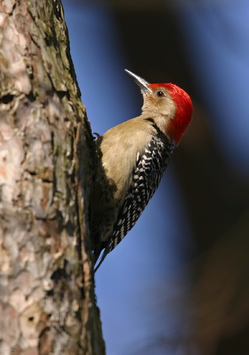 Melanerpes carolinus Picidae